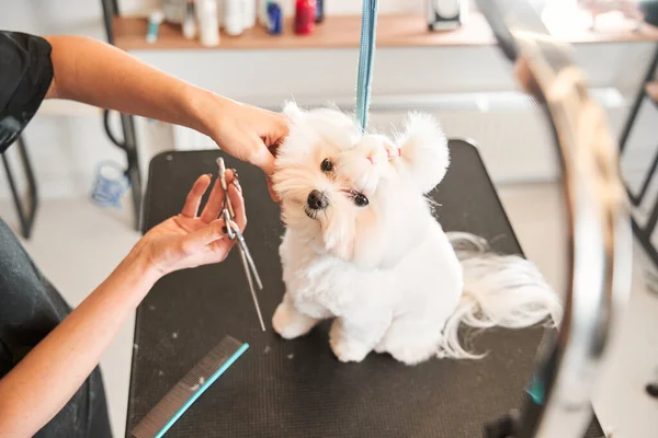 Maltipoo köpeği saç tıraşı olurken masada oturuyor. — Stok fotoğraf