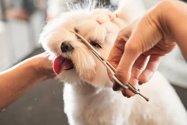 Modèle coupe de cheveux d'un chien cheveux avec des ciseaux spéciaux — Photo