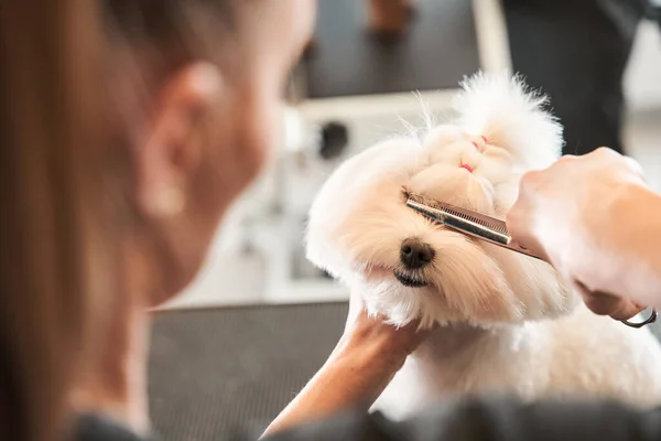 Maltipoo hond zit aan de verzorgende tafel — Stockfoto