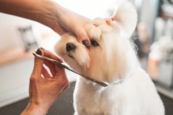 Animais domésticos, animais de estimação, higiene, procedimentos para animais — Fotografia de Stock