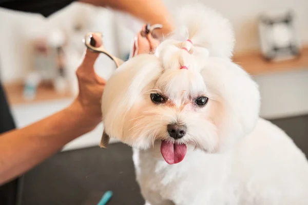 Grooming meester knippen en scheren op de salone — Stockfoto