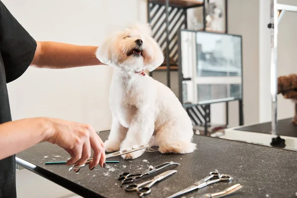 Feliz satisfeito maltipoo cão sentado à mesa — Fotografia de Stock