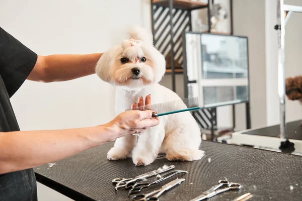 Groomer tenant brosse aux mains près du chien — Photo