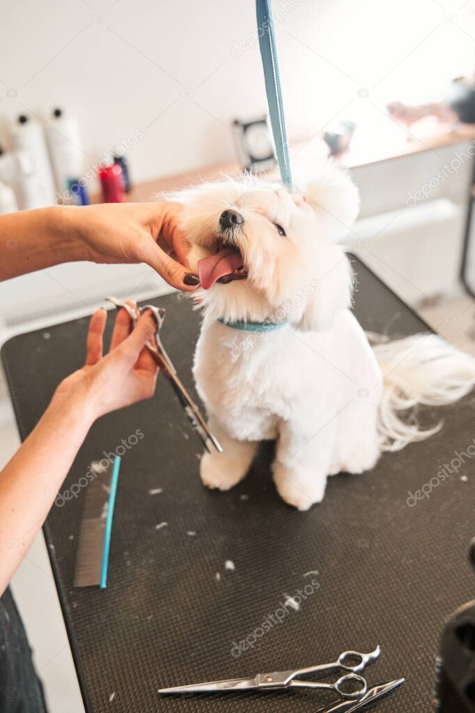 Dog sitting on the table while being processed by scissors