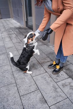 Protez kollu bir kadın Corgisiyle vakit geçiriyor.