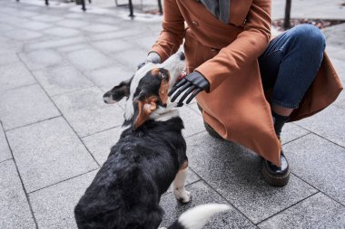 Benekli Corgi köpeği sahibinin yüzüne bakıyor.