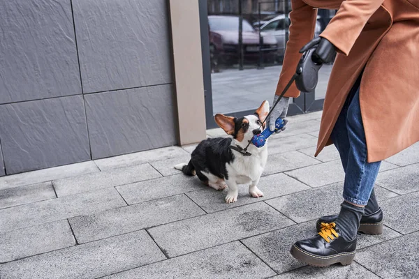 有假肢的女人给了她的科奇犬一点玩具的味道 — 图库照片