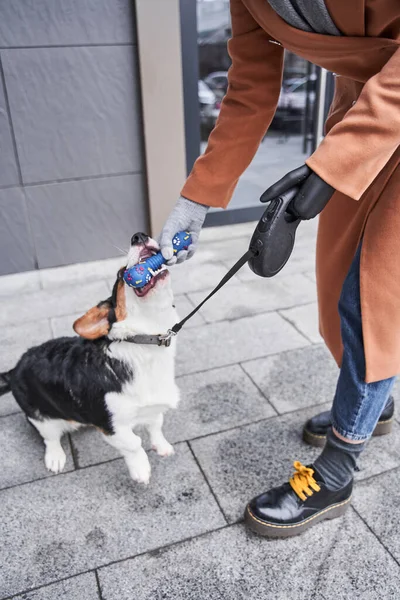 Köpek, kadın sahibinin elinden oyuncağını alır.