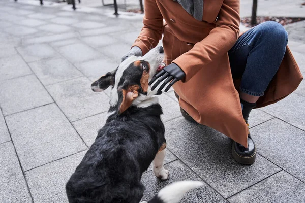 Spotted corgi dog looking at the face of his owner — Stock Photo, Image
