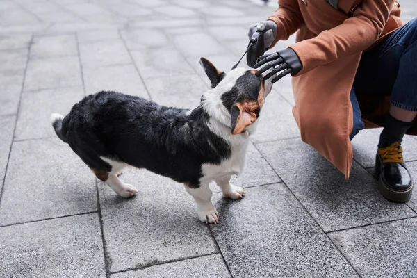 Woman stroking the head of her spotted corgi dog — Stock Photo, Image