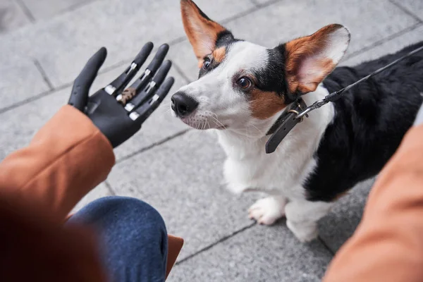 Dog looking attentively at the hand of his female owner — Stock Photo, Image