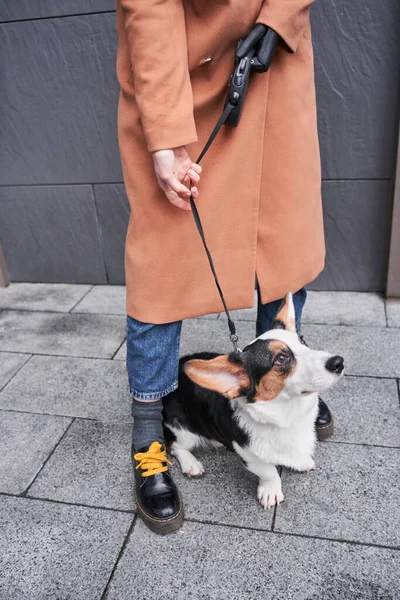Vrouw loopt met haar grappige hond op straat — Stockfoto