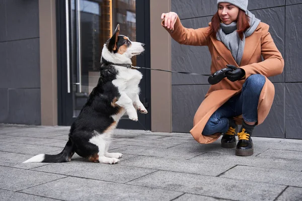 Mujer con brazo de prótesis pasando tiempo con sus corgi — Foto de Stock