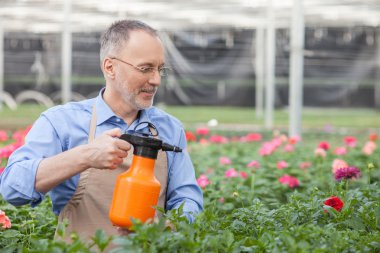 Experienced old florist is sprinkling plants at greenhouse