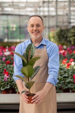 Skillful old gardener is working at greenhouse