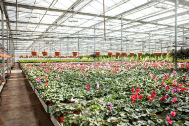 Process of growing up by flowers at greenhouse