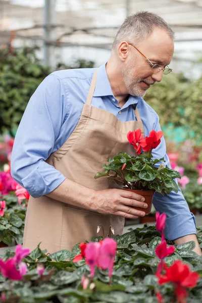 Professional shop assistant is working at greenhouse — Stockfoto