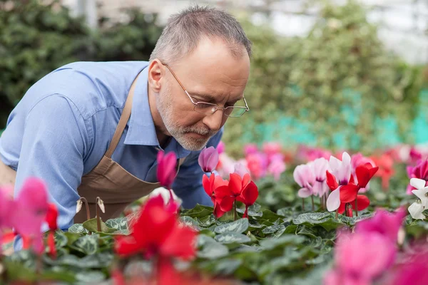 Tukang kebun tua yang ceria bekerja di pembibitan tanaman — Stok Foto