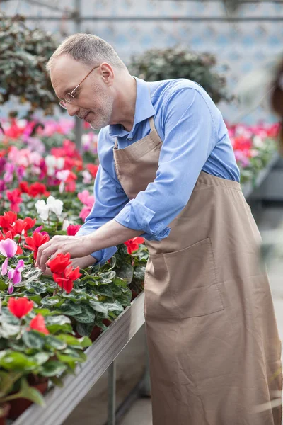 Experienced senior florist in process of work — Stockfoto