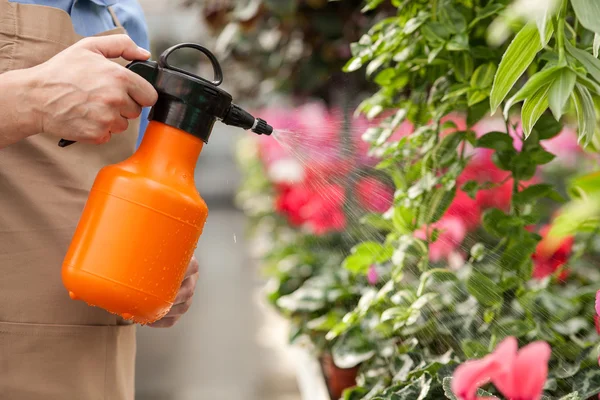 Fleuriste professionnel senior est arroser des fleurs au centre de jardin — Photo