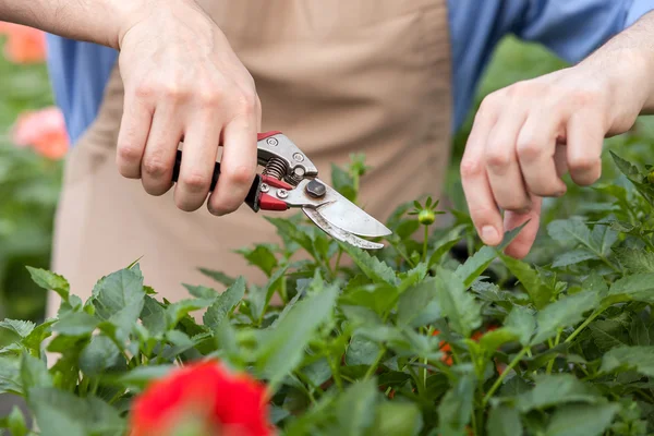 Cheerful old gardener is chopping flowers at greenhouse — Stockfoto