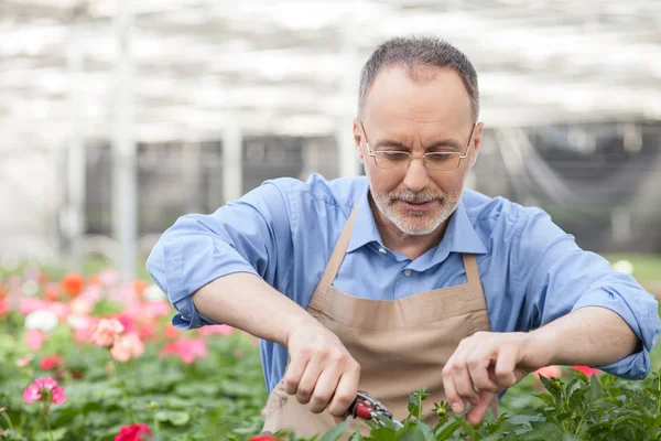 Skillful senior florist is working at garden center — Stockfoto