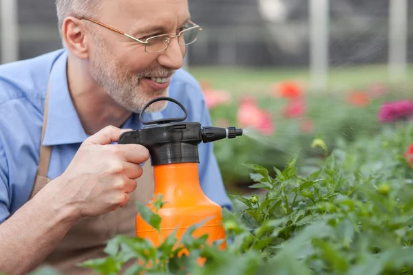 Cheerful old garden worker is watering flowers — Stockfoto