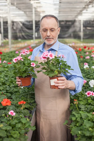 Cheerful old garden worker is planting flowers — Stockfoto