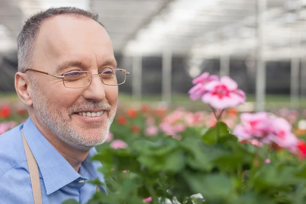 Alegre florista senior está trabajando en el centro del jardín — Foto de Stock