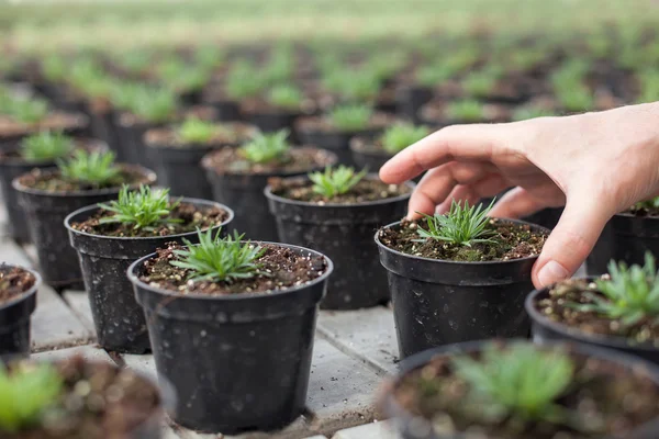 Professional old florist is working at greenhouse — Stock fotografie