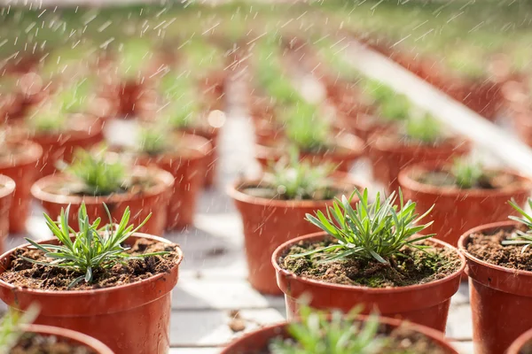 Process of watering flowerpots at garden center — Stock fotografie