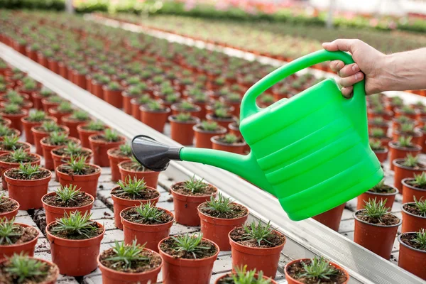 Viejo jardinero experimentado está regando las plantas en invernadero — Foto de Stock