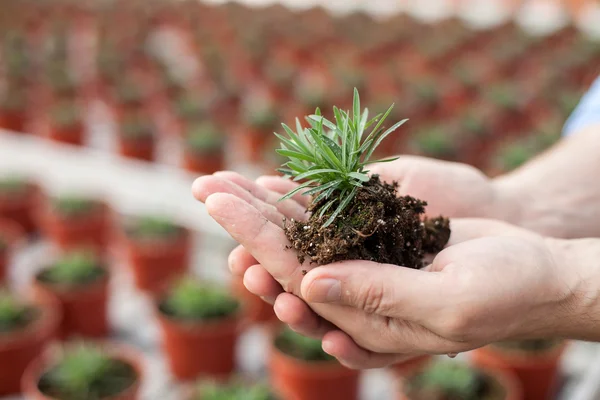 Skillful senior florist is working at garden center — Stockfoto