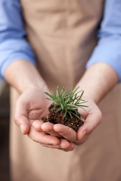 Experienced old garden worker in process of work — Stock fotografie