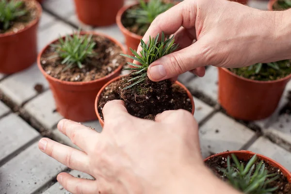 Cheerful senior gardener is working at garden center — Stock fotografie