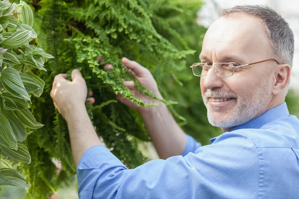 Skillful old garden worker is planting vegetation — Stockfoto