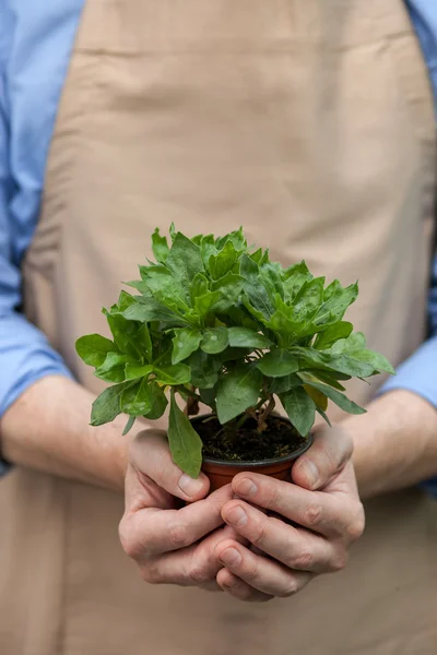 Cheerful old gardener is working at greenhouse — Stock fotografie