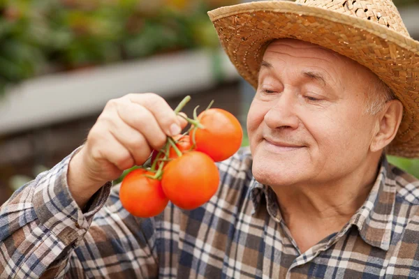 Alegre viejo granjero está llevando verduras frescas — Foto de Stock