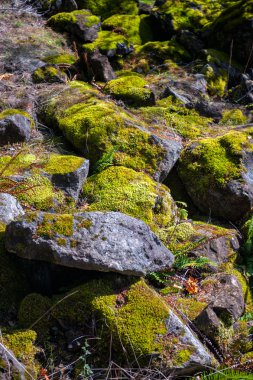 Muhteşem doğa için onun zaman