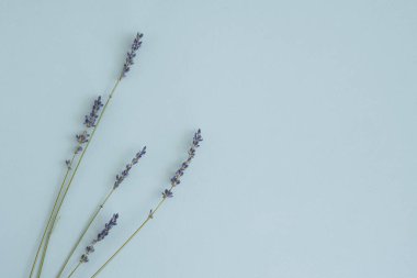 Bir buket kurutulmuş lavanta.