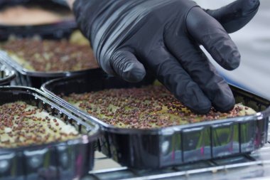 Kadınlar, çiftliğine mikroyeşil tohum eken siyah eldivenler veriyorlar.