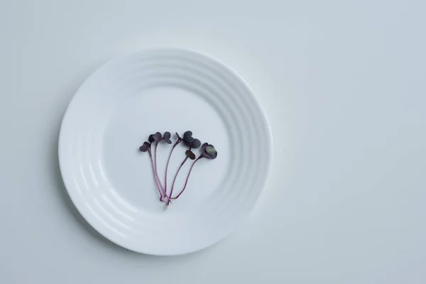 Fehér tányér kis csíra sango retek mikrozöld. Felülnézet, lapos fekvés, másolás — Stock Fotó