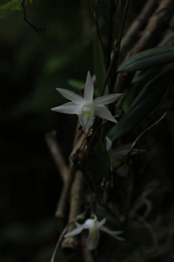 Ağaç dallarında büyüyen beyaz orkide