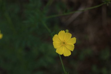 Güzel sarı çiçekler yakın plan