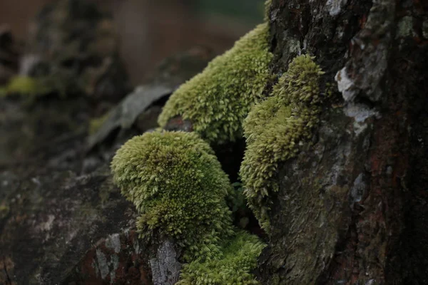 Fecho Musgo Verde Debaixo Árvore — Fotografia de Stock