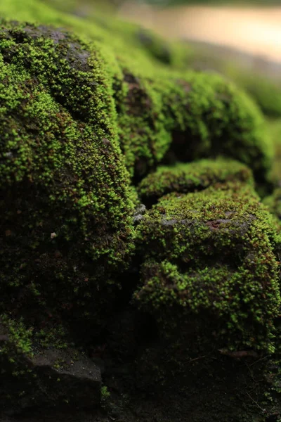 新鮮な緑の苔の塊が — ストック写真