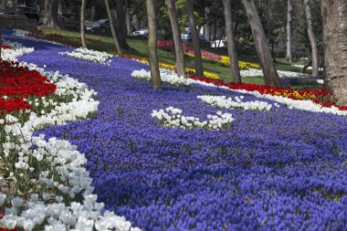 Lale ve muscari ilkbahar parkında