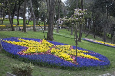 Lale ilkbahar parkında