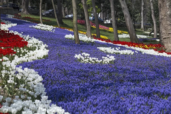 Tulipas e muscari no parque na primavera — Fotografia de Stock