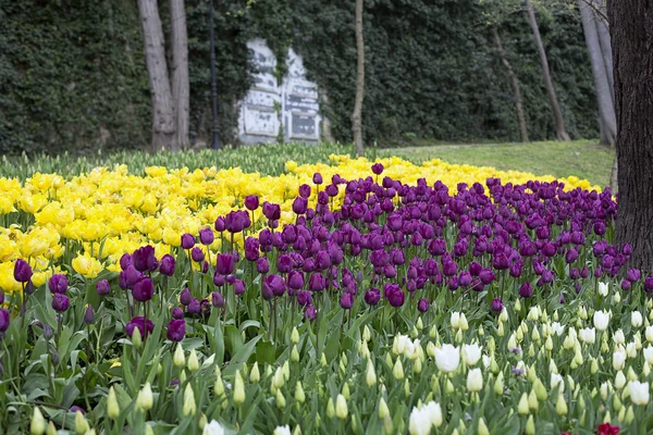 Tulipas no parque na primavera — Fotografia de Stock